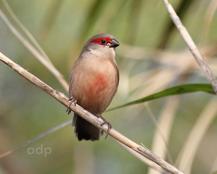 Common as part of feral population in the Algarve. IMG_9176tqst800c CoWa VM.jpg